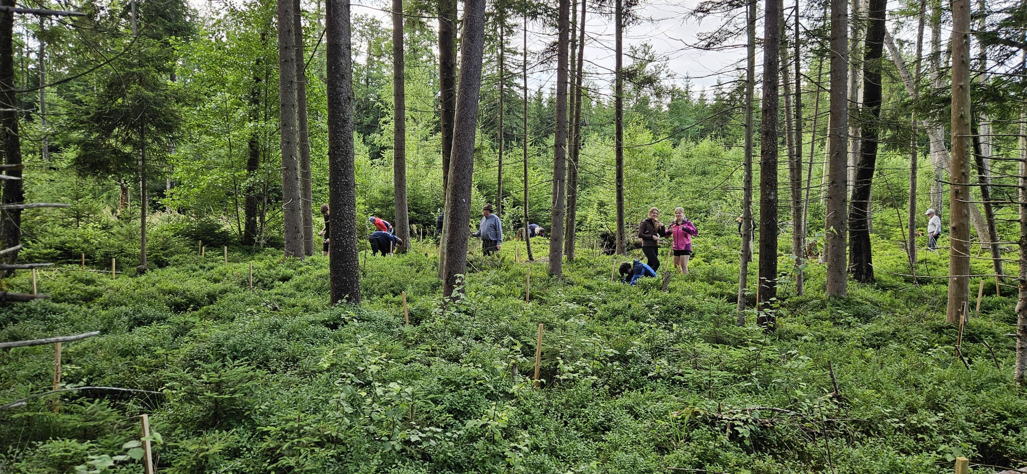 Zu sehen sind Schülerinnen und Schüler, die im Hohenpeißenberger Forst an der Spirke arbeiten.