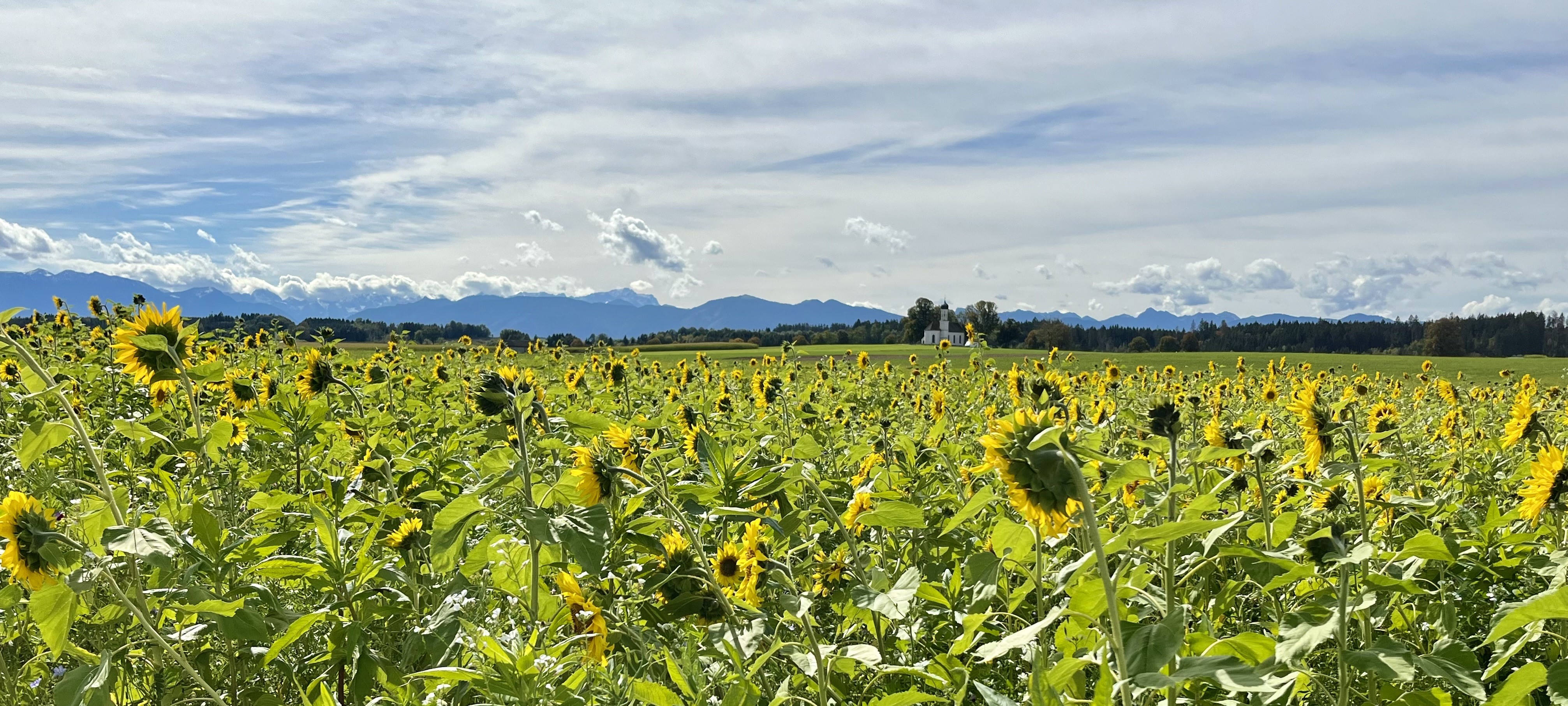 Sonnenblumen vor einer Bergkulisse mit blauem Himmel und Wolken.