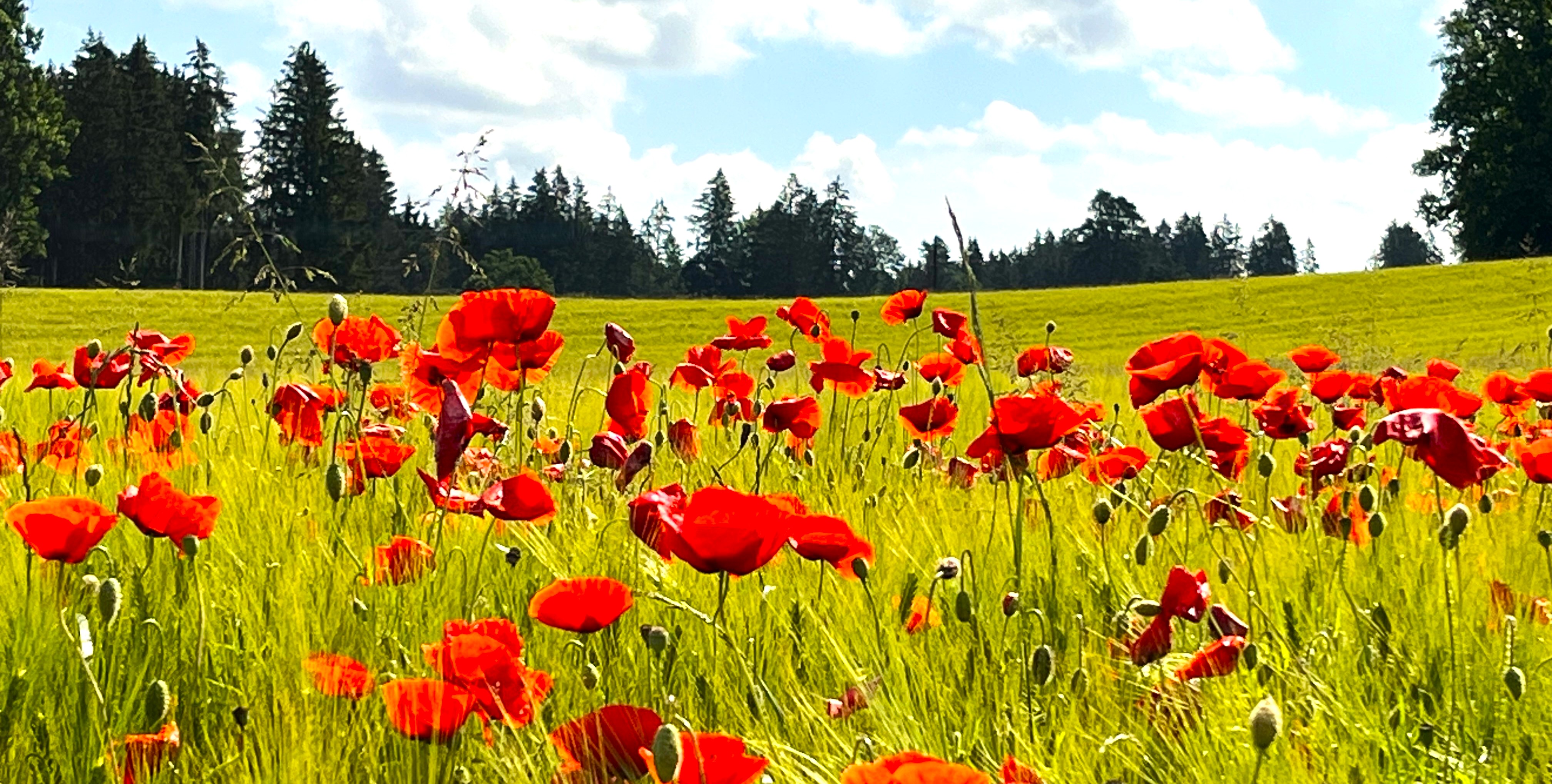 Sommerfeld mit rotem Mohn bei Weilheim