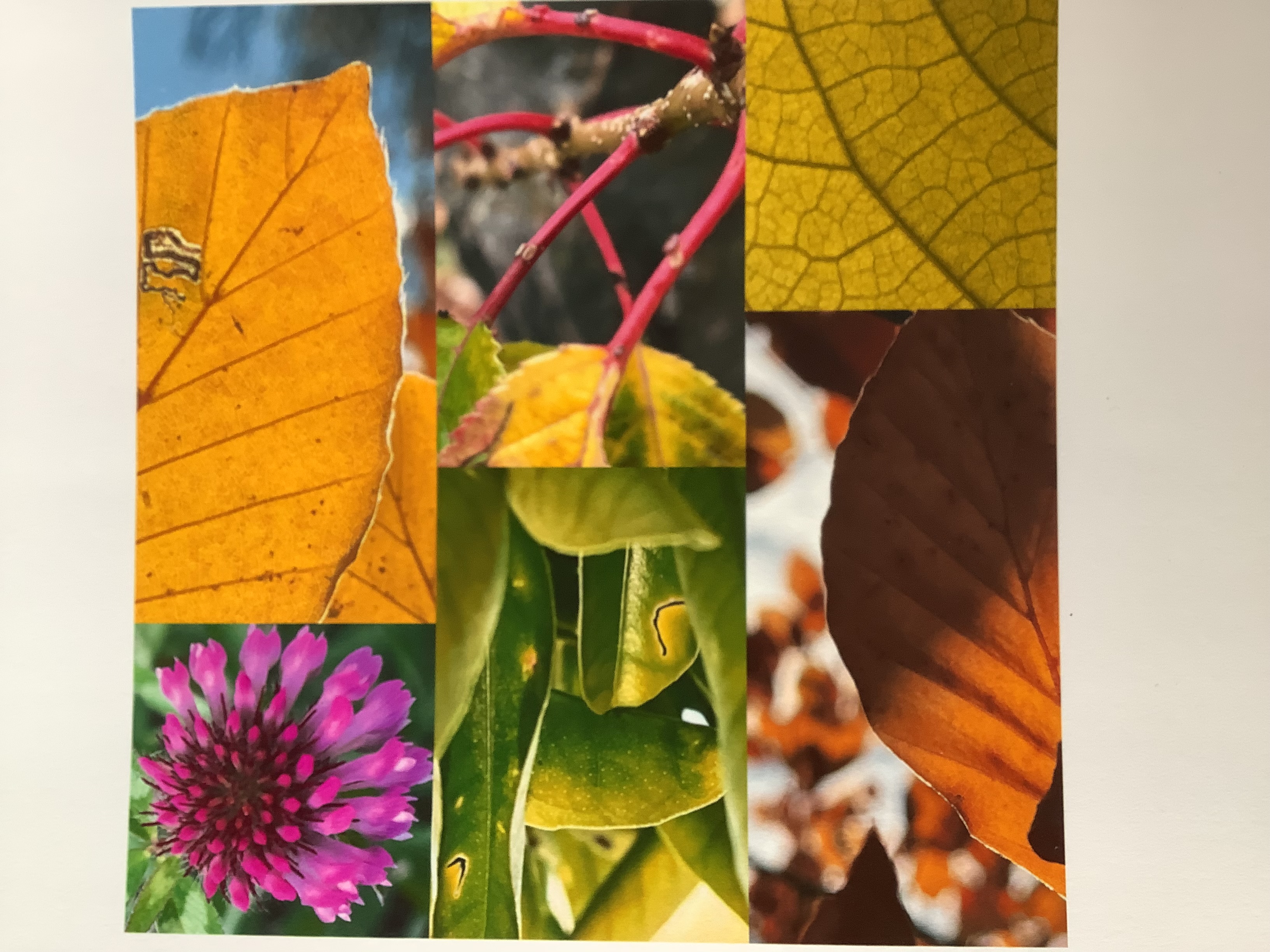Das Bild ist eine Collage aus verschiedenen, farbenfrohen Naturfotographien.